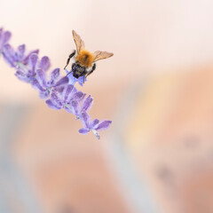 bourdron sur de la lavande 
