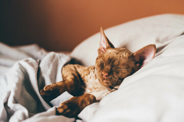  Devon Rex kitten. Devon rex cat sleeping on bed,