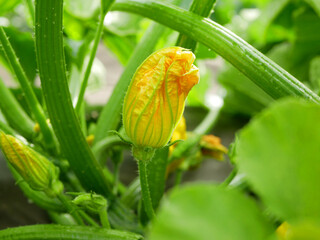 Pattypan flower squash patty pan blossom field with organic Cucurbita pepo yellow patissoniana summer squash bio crops harvesting, orange gourds agriculture farming, creeping plant Europe