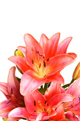 Pink lily isolated on white