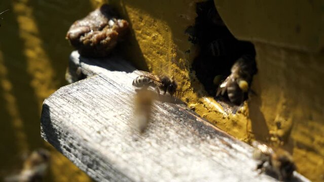Morning flights of bees. 
Ashes begin to fly for nectar and pollen early in the morning.

