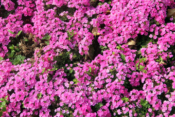 Moss phlox, or phlox subulata flowers in a garden