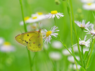 ヒメジョオンの花蜜を吸うモンキチョウ