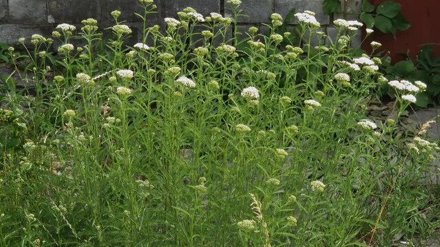 Bush of blooming yarrow against the wall of industrial building