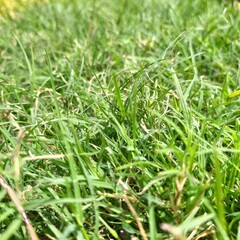 green grass background