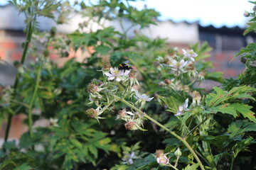 Hummel auf Bl&uuml;ten der Brombeere