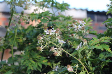 Hummel auf Blüten der Brombeere