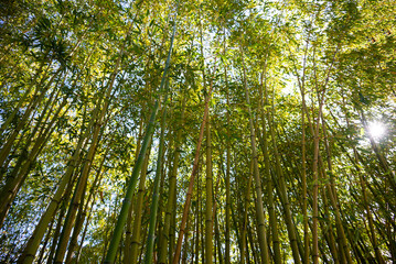 Bamboo forest with green plants in Japan