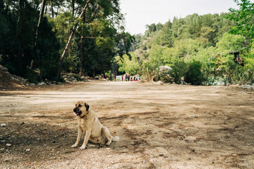 Abandoned homeless stray furry dog lonely sitting in sadness on the ground outside in the forest park.