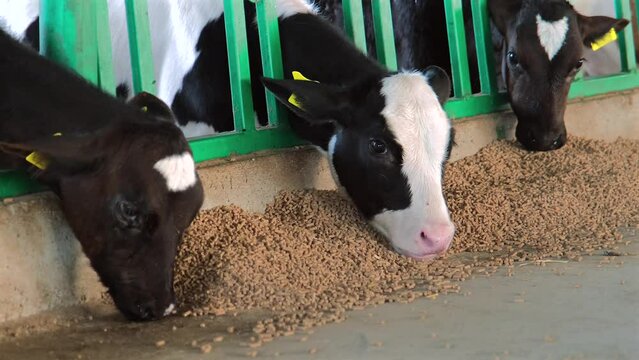 images of calves eating their feed in the barn
