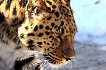 close up portrait of a leopard