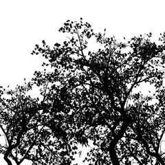 Shady tree silhouette