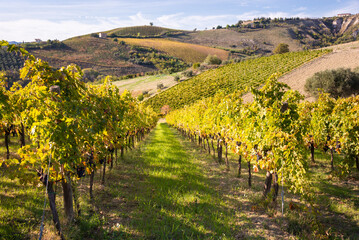 Vineyards and winery among hills, countryside landscape