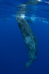 Family of sperm whales swimming in the ocean
