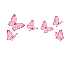 pink butterfly and flowers
