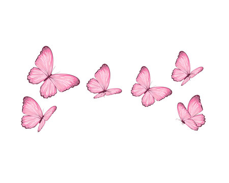 Pink Butterfly And Flowers