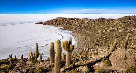 Scenery view of wild nature Bolivia salt flat with cactuses island. Landscape photography of bolivian natural salt desert wilderness. Global ecology concept. Copy ad text space, nature backgrounds