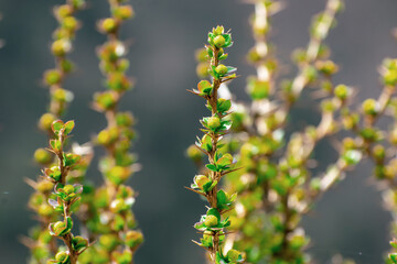 Beautiful green and yellow growing branches. Bokeh background of growing green branches. Beautiful raspberry branches. Multiple branches of berries. Seen in a garden in nepal.