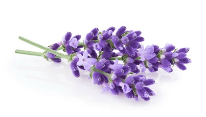 Obraz na płótnie Canvas Lavender flowers isolated on white background