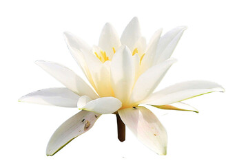 Lotus flower isolated with transparent background