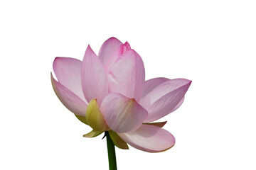 Lotus flower isolated with transparent background