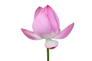 Lotus flower isolated with transparent background