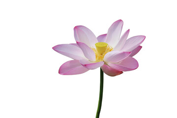 Lotus flower isolated with transparent background