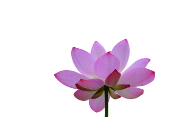 Lotus flower isolated with transparent background