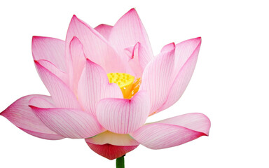 Fototapeta na wymiar Lotus flower isolated with transparent background