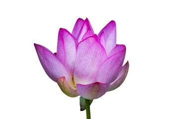 Lotus flower isolated with transparent background