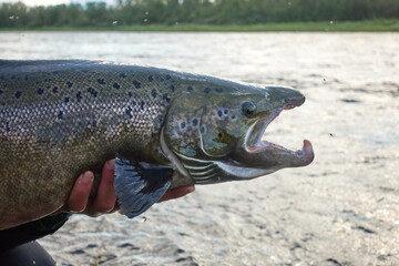 A sports fisherman releases unharmed Baltic sea salmon back to river after it was caught on summer...