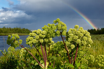 Norwegian angelica also known as Garden angelica blossoming by the side of the Lainio river in the Swedish Lapland with rainbow in the background.