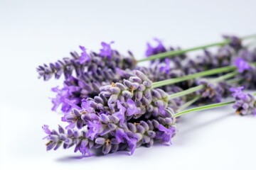 Beautiful purple lavender flowers isolated on white background.