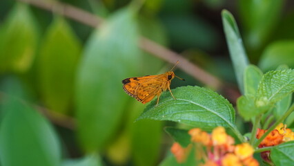 Potanthus Omahaは、蝶に似た昆虫で、この動物は茶色からオレンジ色をしています。