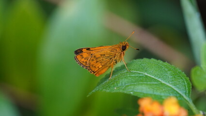 Potanthus Omaha is a butterfly-like insect, this animal is brown-orange in color