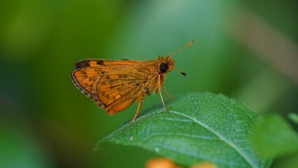 Potanthus Omaha is a butterfly-like insect, this animal is brown-orange in color