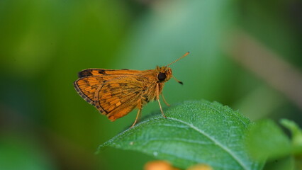 Potanthus Omaha is a butterfly-like insect, this animal is brown-orange in color