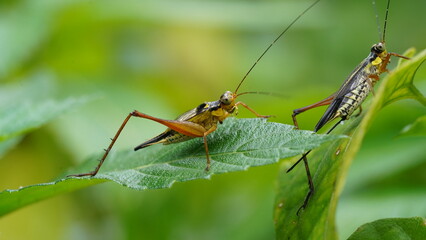 Nisitrus malaya is a species of Cricket from the Family Gryllidae.|蟋蟀