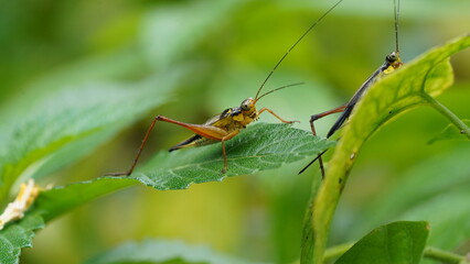 Fototapeta premium Nisitrus malaya is a species of Cricket from the Family Gryllidae.|蟋蟀