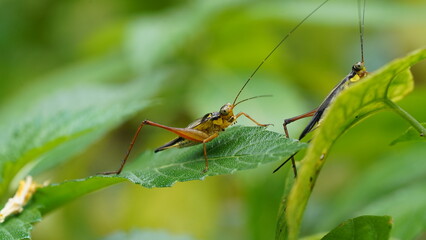 Nisitrus malaya is a species of Cricket from the Family Gryllidae.|蟋蟀