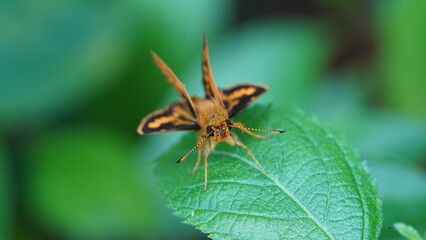 Potanthus Omaha is a butterfly-like insect, this animal is brown-orange in color