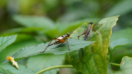 Nisitrus malaya is a species of Cricket from the Family Gryllidae.|蟋蟀
