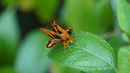 Potanthus Omaha is a butterfly-like insect, this animal is brown-orange in color