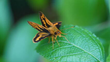 Potanthus Omaha is a butterfly-like insect, this animal is brown-orange in color