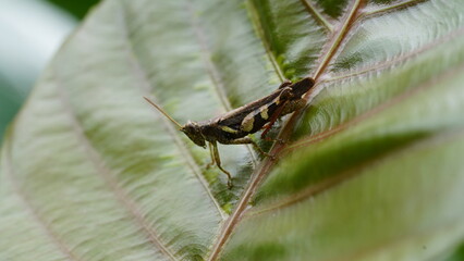 Fototapeta premium Grasshoppers are a group of insects belonging to the suborder Caelifera.|蚱蜢