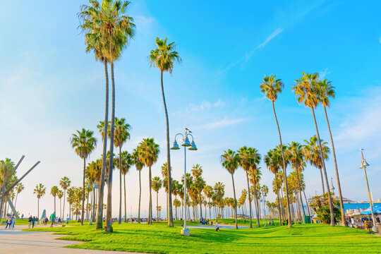 Lush Greenery and Palm Trees at Venice Beach