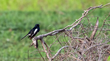 The Oriental magpie-robin