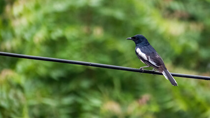 The Oriental magpie-robin