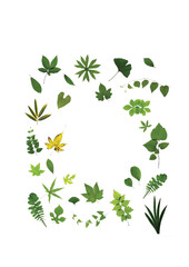 Green leaves isolated with transparent background