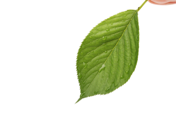 Green leaves isolated with transparent background